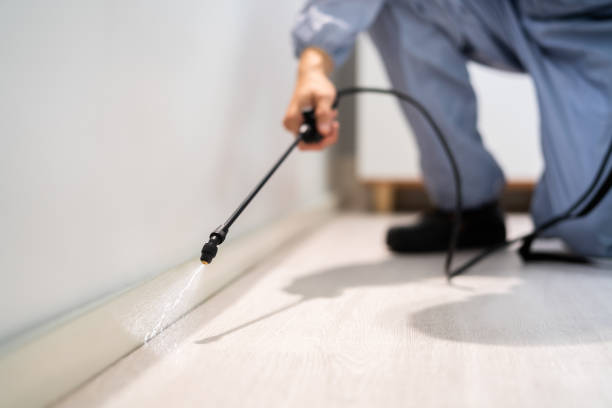 Licensed Termite Control service in Kingston, RI - Nex Pest Control