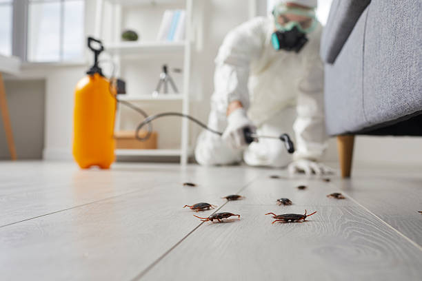 Affordable Termite Control solutions in Kingston, RI